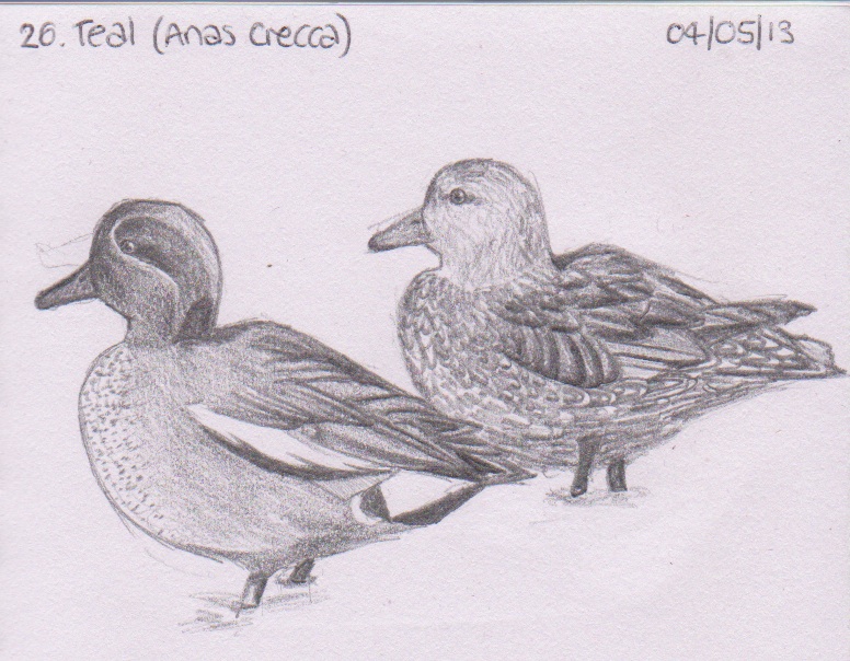 Learn Draw BIRD : 26 Teal (Anas crecca)