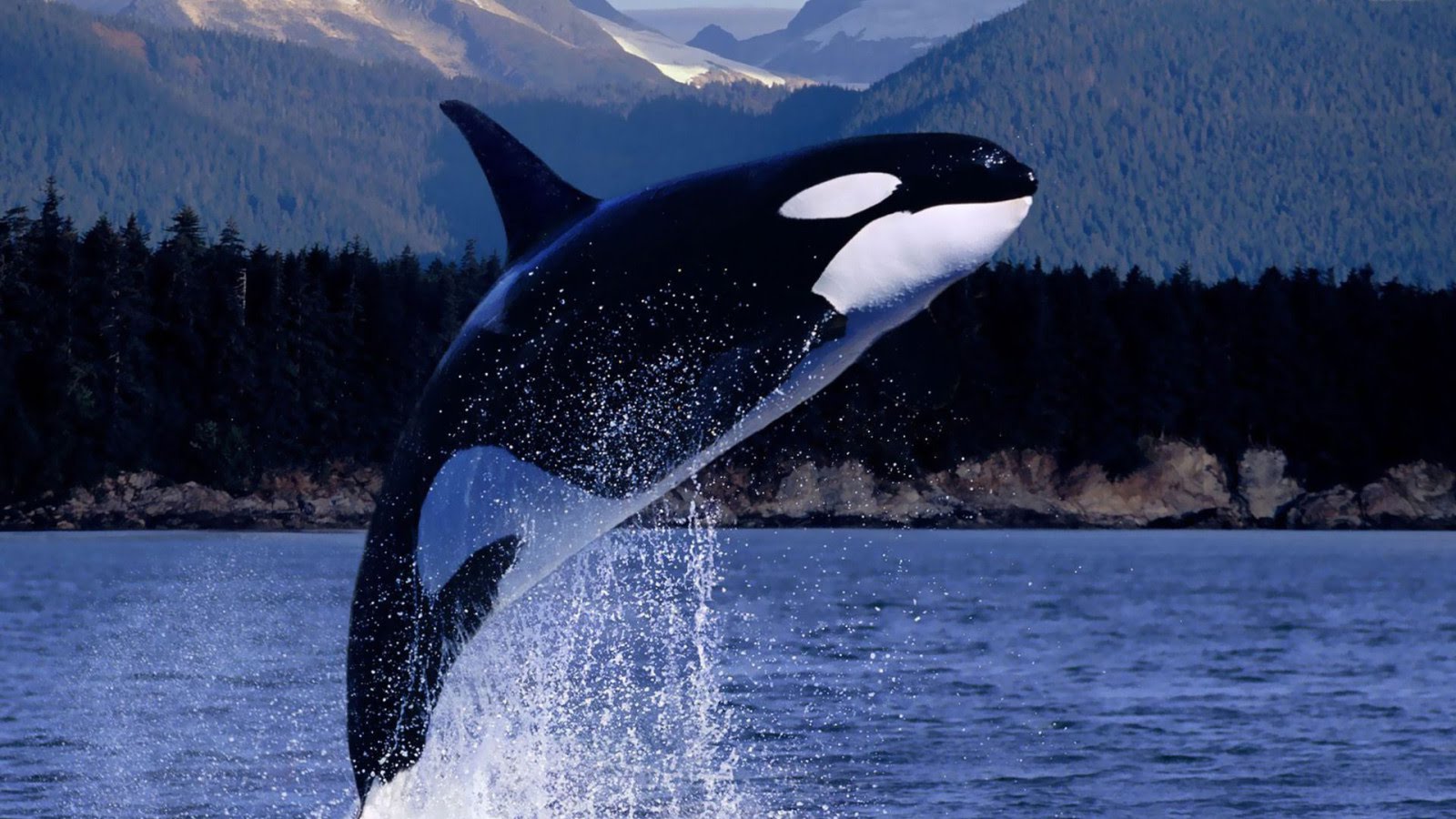 LA ORCA LA ORCA