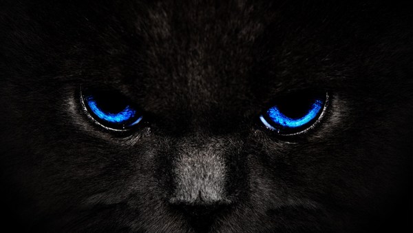 Blue Cat Scary Eyes HD Images for Mobile