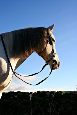 Horse photographer