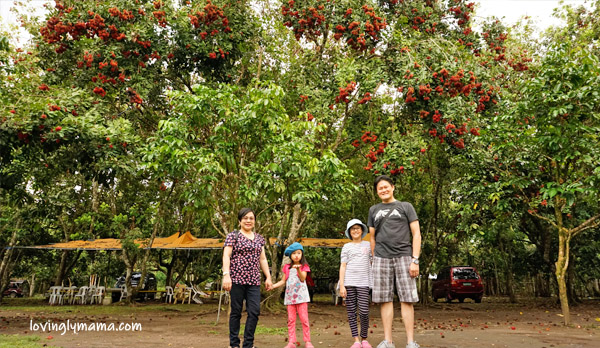  MARADULA - JKN Fruit Farms - Talisay City -fruit orchard - lanzones - rambutan - durian- marang - eat all you can lanzones - eat all you can rambutan- Negros Occidental - family travel - Bacolod blogger - Bacolod mommy blogger - Bacolod City - father and daughter - farm visit - field trip