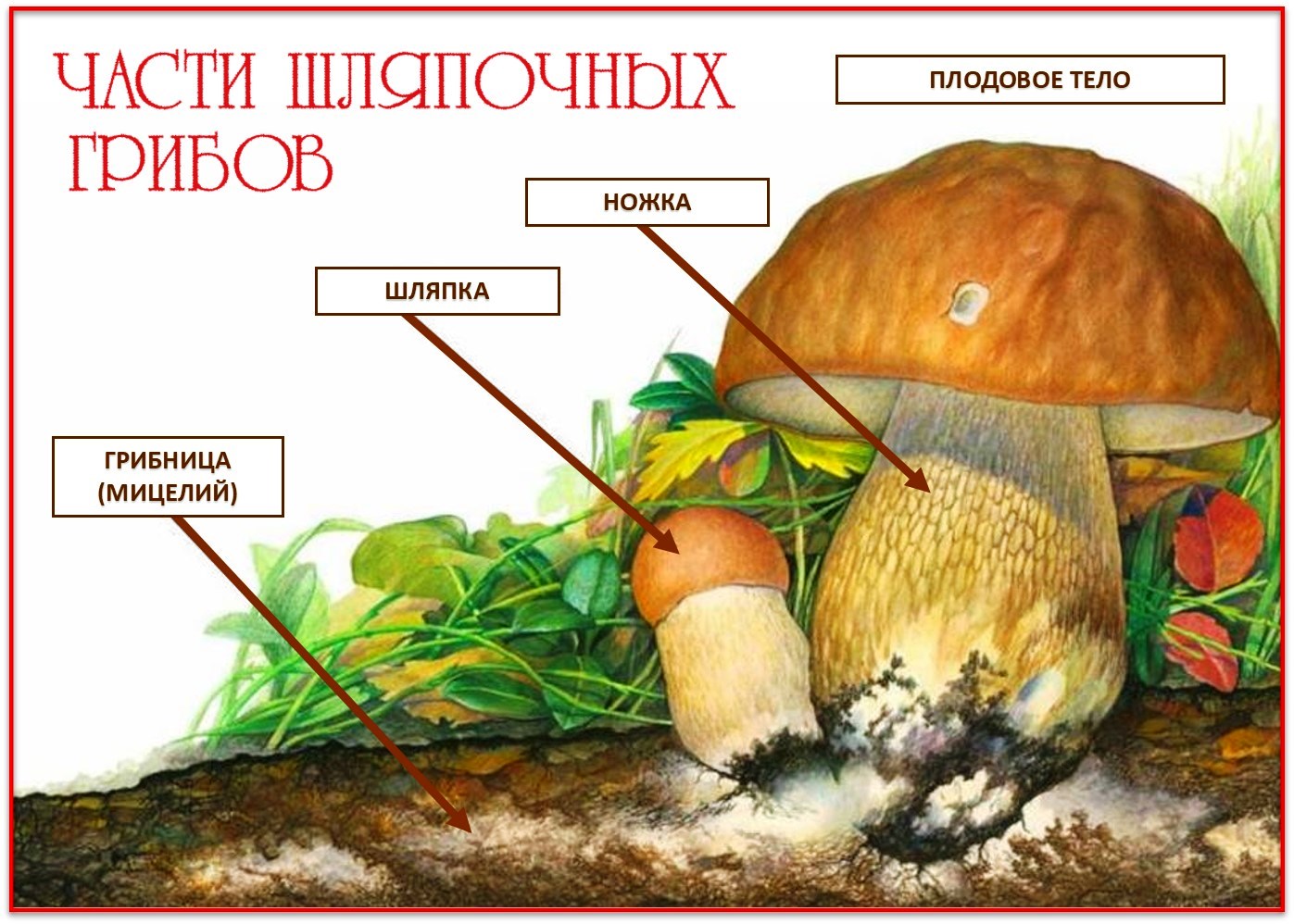 Плодовое царство. Грибы строение шляпочных грибов. Шляпочные грибы грибница строение. Строение гриба Боровика. Гриб строение шляпочного гриба.