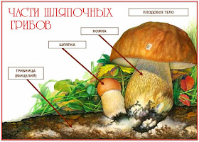 Строение гриба 3 класс окружающий мир и конспект уроков по окружающему миру в 3 классе