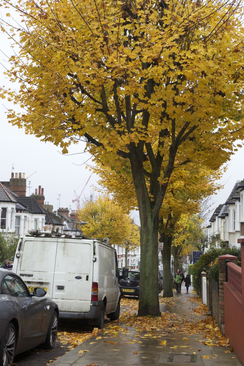 Shadows & Light Yellow Trees