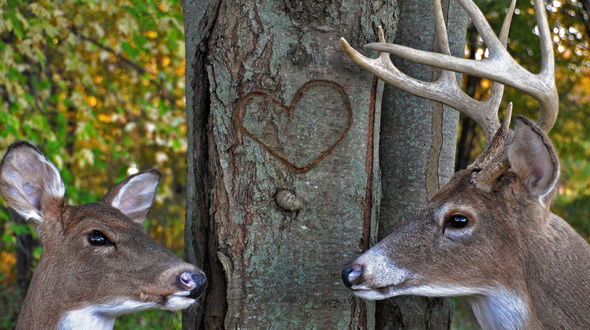 two deer near a tree with bark damage