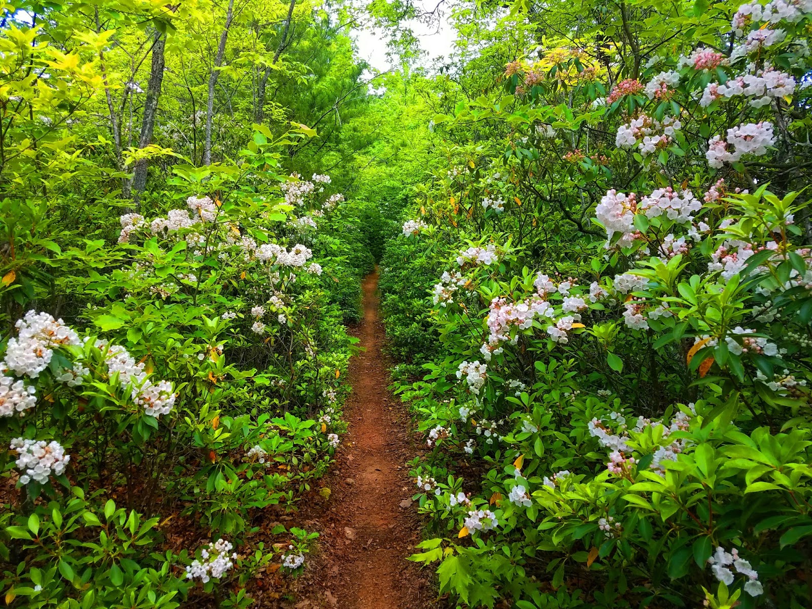 Smoky Scout's Hiking Adventures Pisgah 400 Coffee Pot Loop