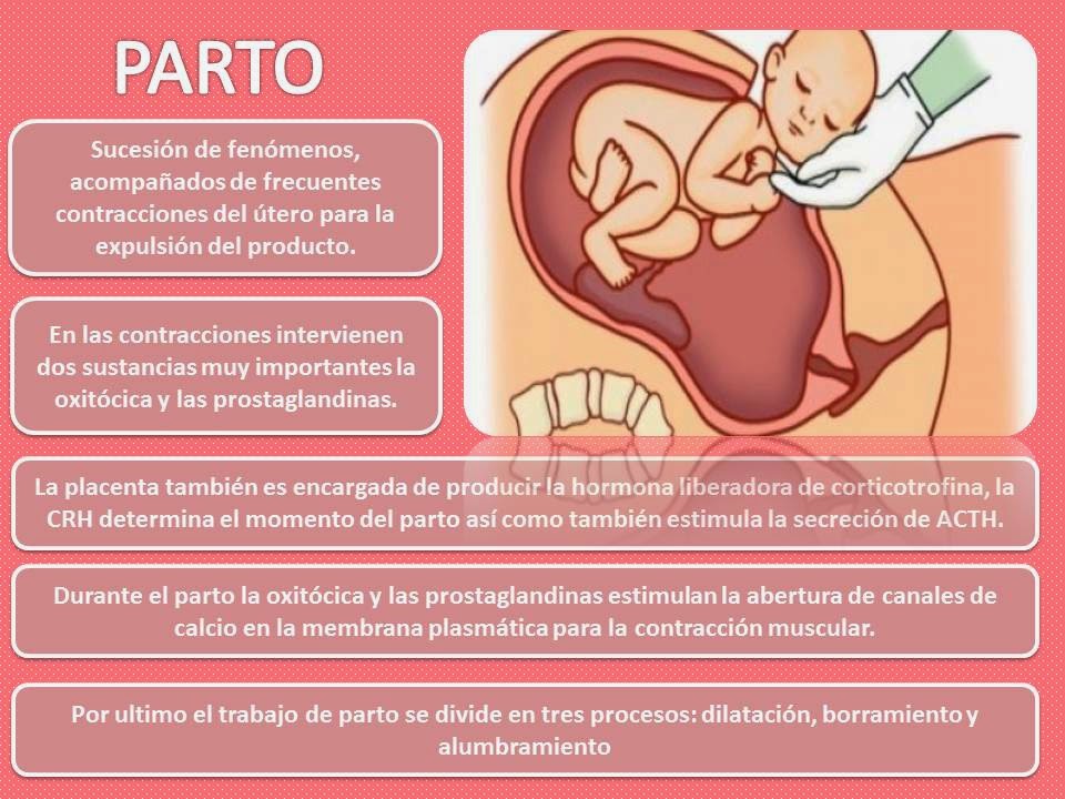 Blog de Fisiología, UAS, Valeria Medel García : EMBARAZO, PARTO Y PUERPERIO