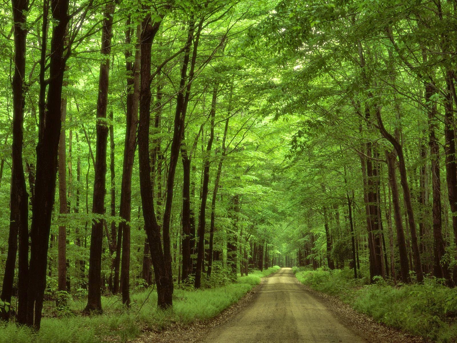 IMAGENES ETHEL IMAGENES DE LUGARES Y BOSQUES MAS HERMOSOS DEL MUNDO.