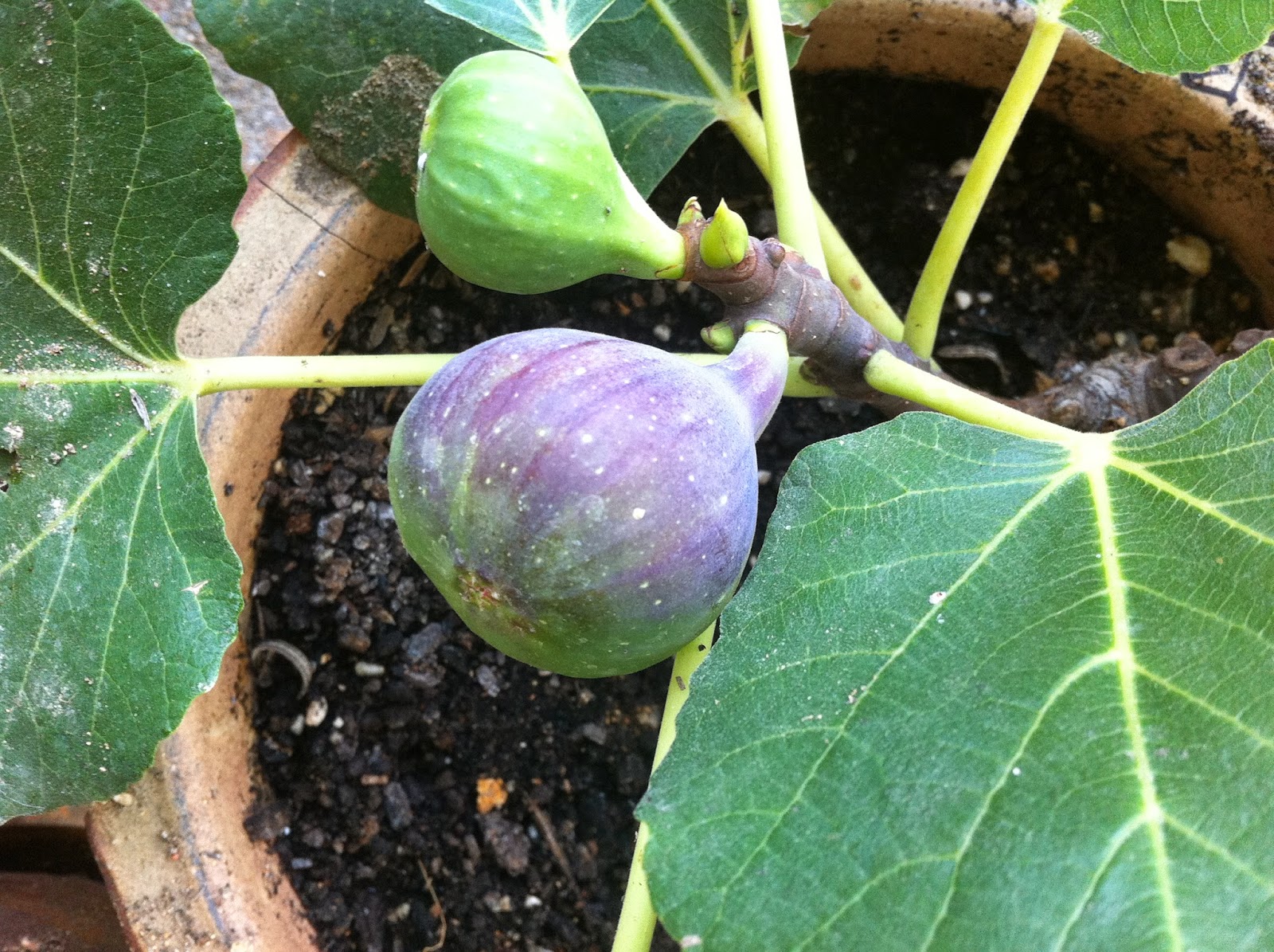 Black madeira fig plant
