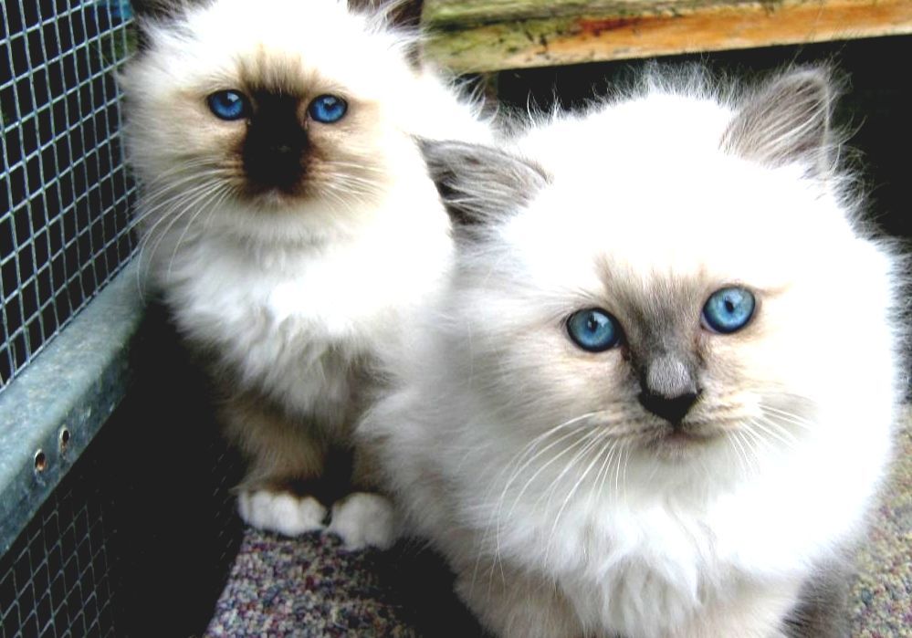 Birman Birman Cat Breeders