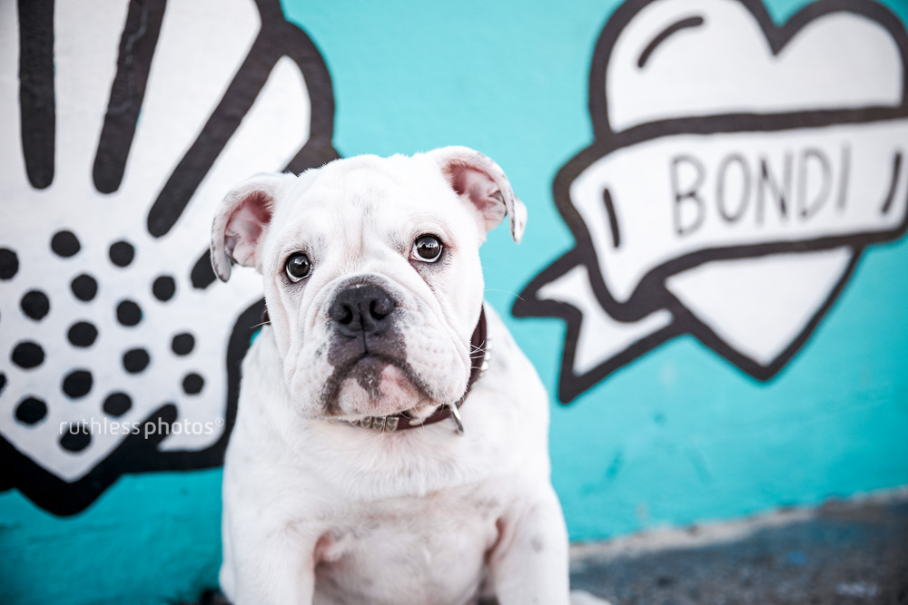 White Bulldog puppy sits in front of a wall covered by graffiti