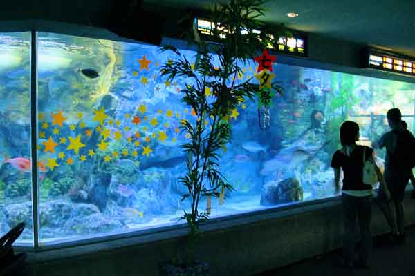 Cara Membuat Aquarium Air Laut Dan Tawar Untuk Ikan Hias