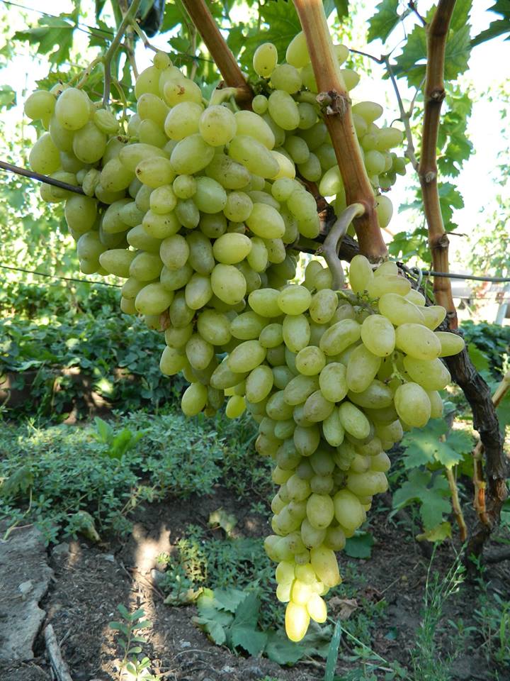 Anggur Centennial Seedless Pohon Anggur Genjah