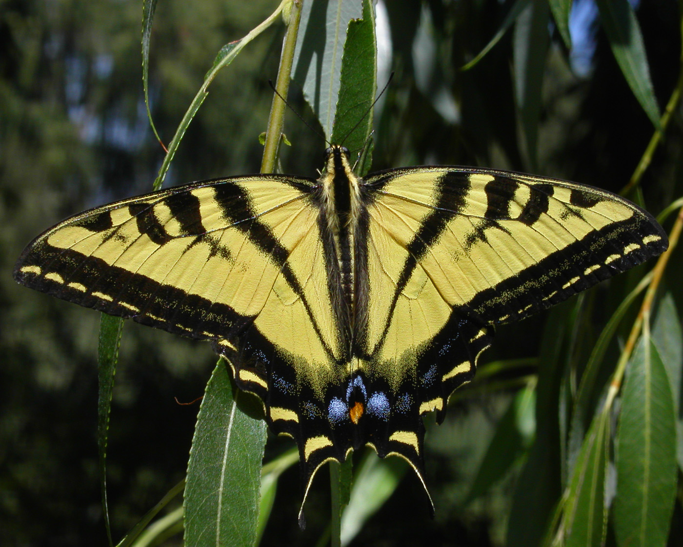 Western Tiger Swallowtail ~ Butterfly of The Earth