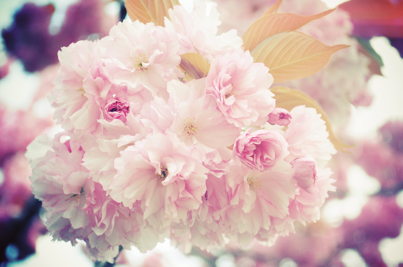 Hauptsache schön und glücklich: Wunderschöne Blumen...