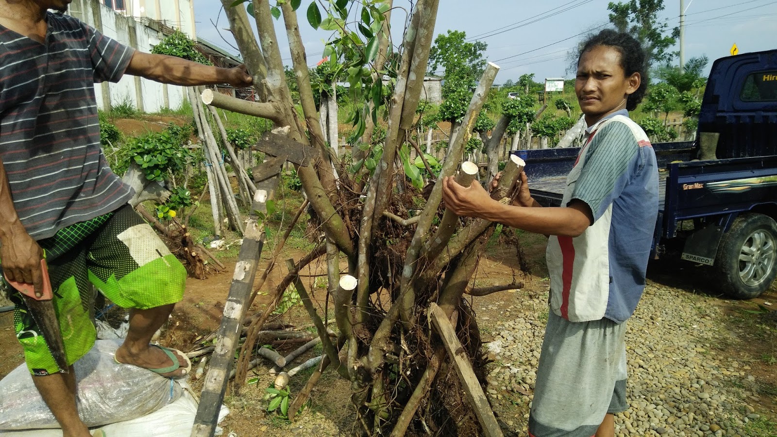 CARA MENGOLAH BAHAN BONSAI BERINGIN UNTUK TAMAN RUMAH 