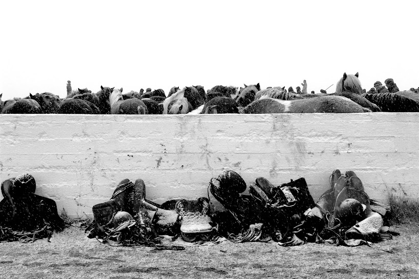 A Veterinarian's Take The Merging of Horses and Humans