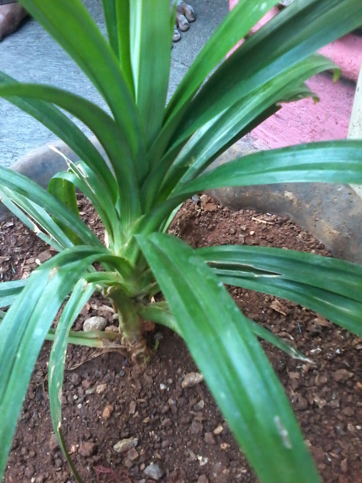 Health Benefits Of Pandan Leaf