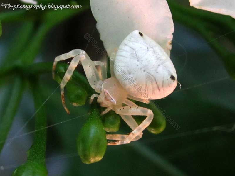 White Crab Spider Nature, Cultural, and Travel Photography Blog