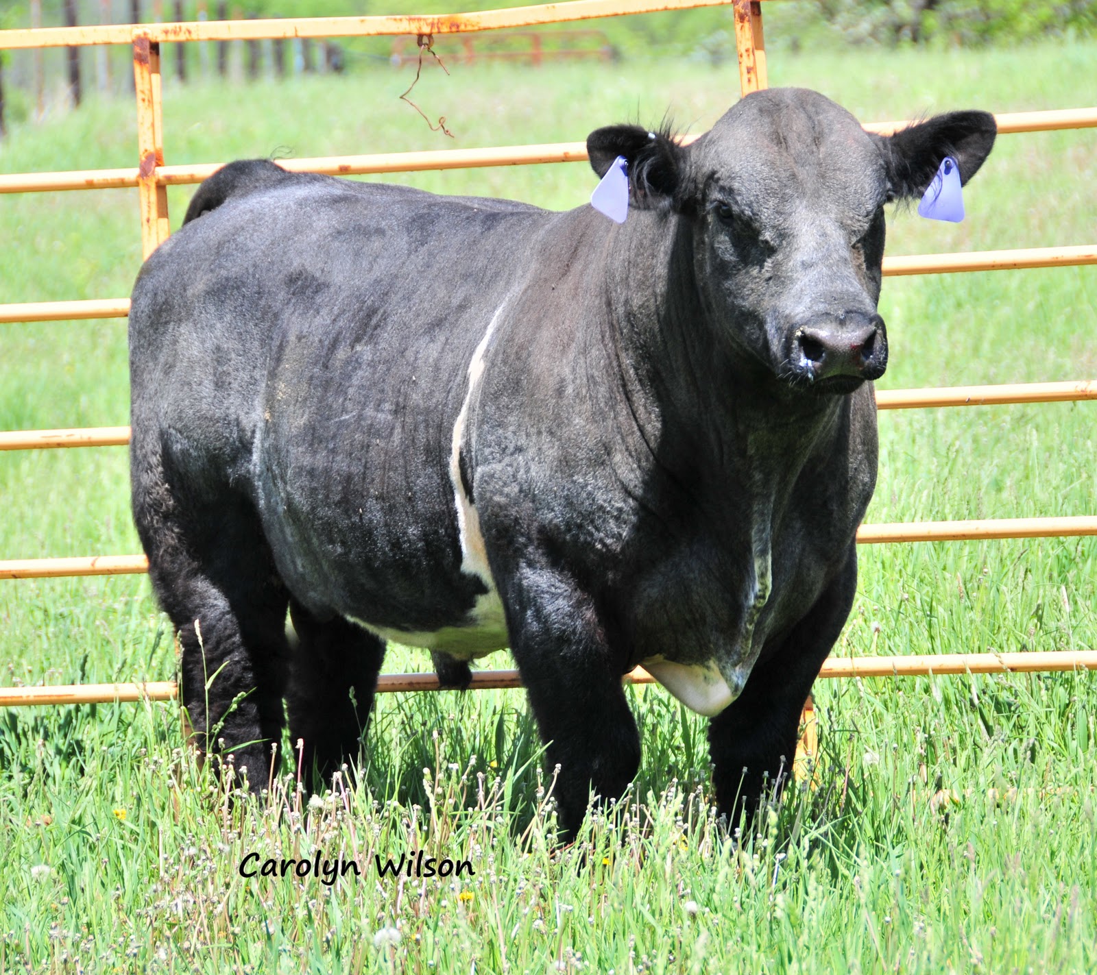 Trausch Farms Final Drive Cattle Show Champ Feeder Steer