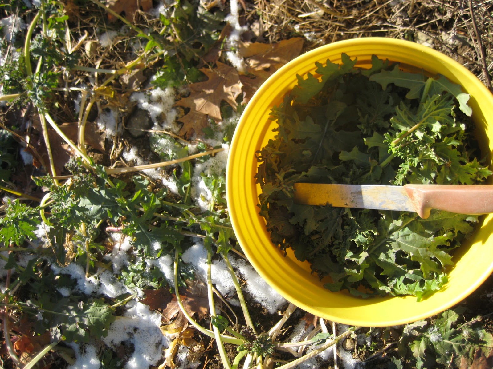 Buckwheat Blossom Farm