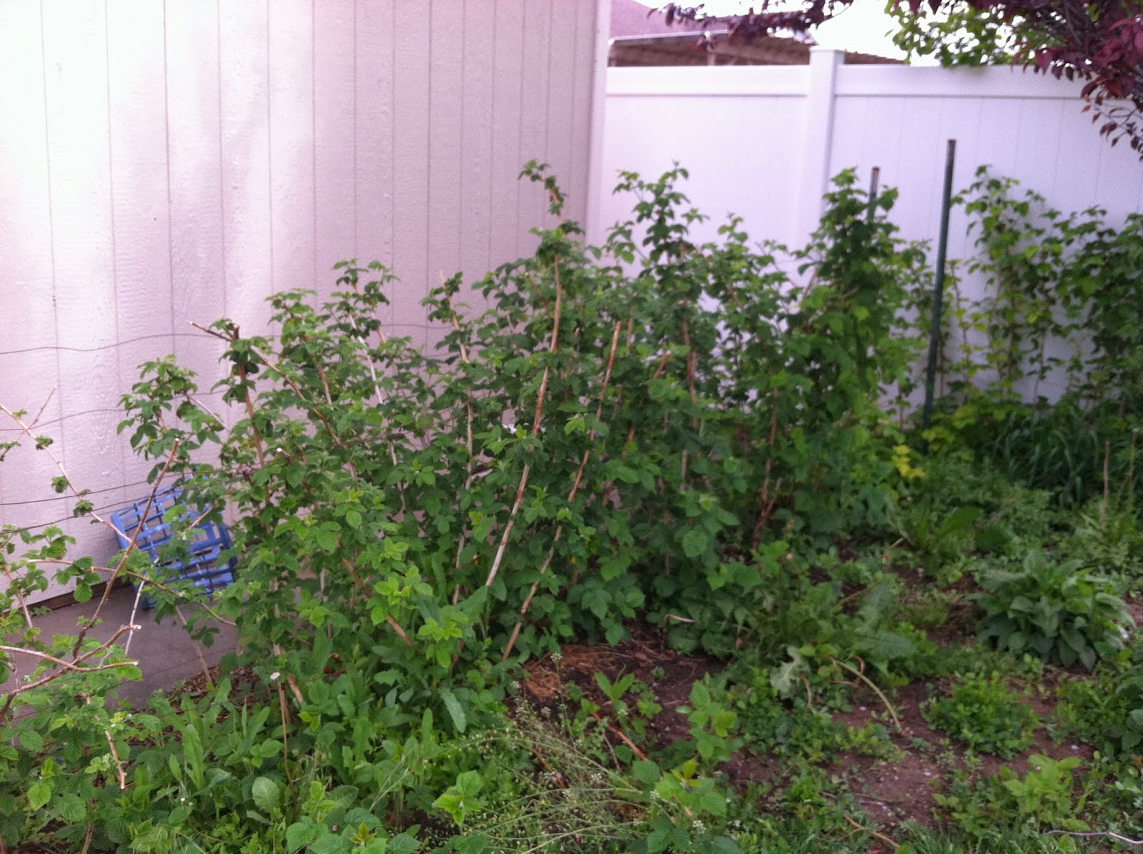 my family prepared: How to Prune Raspberries