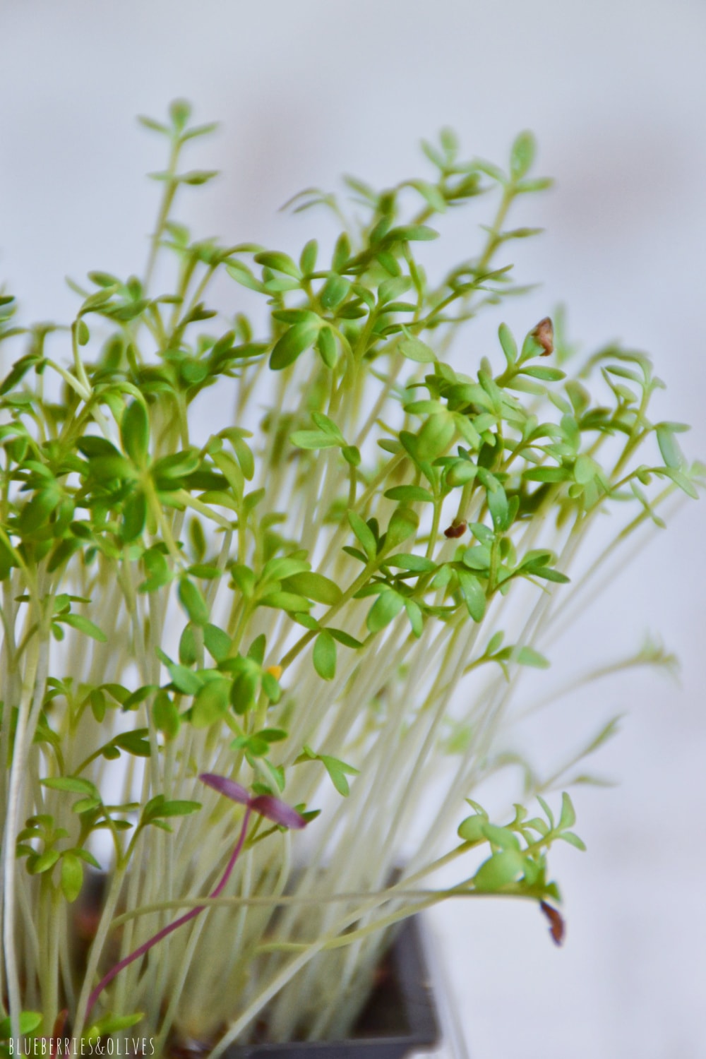 WATERCRESS SPROUTS