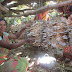 For Mushroom Training and Mushroom Seeds please contact Mushroom Learning Center, Jaysingpur,Kolhapur. phone: 9923806933/9673510343/9890425168