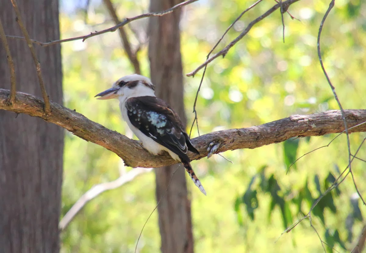 kookaburra sits in the old gum tree lyrics