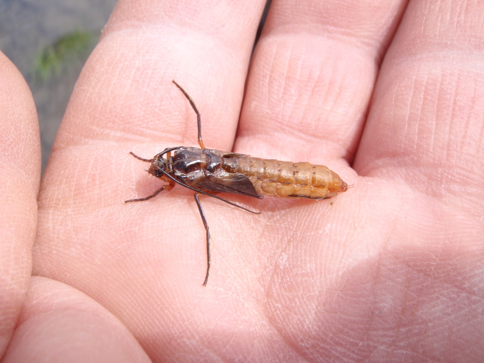 the-jersey-angler-october-caddis