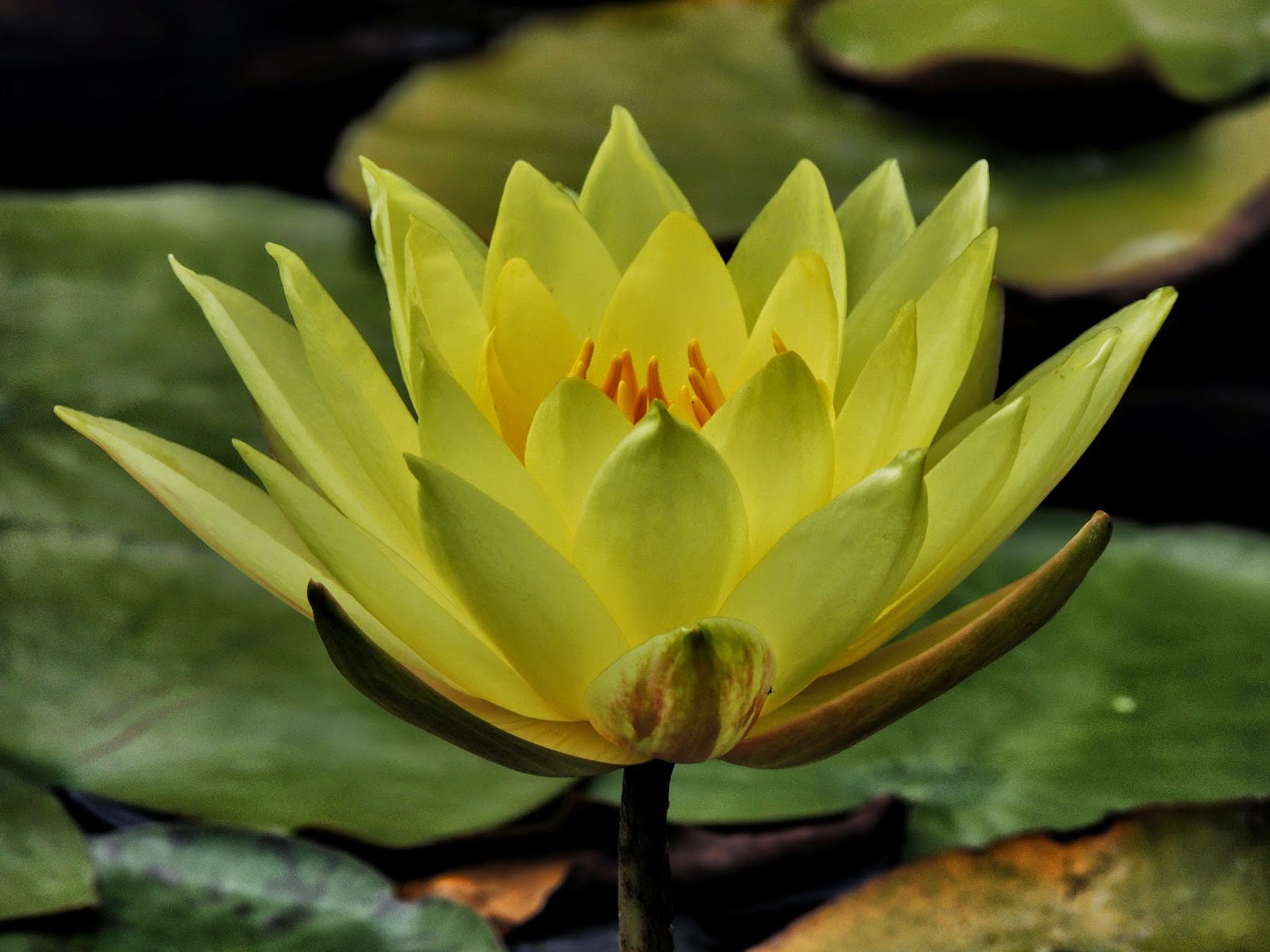 Princess Haiku A Study of a Water Lily