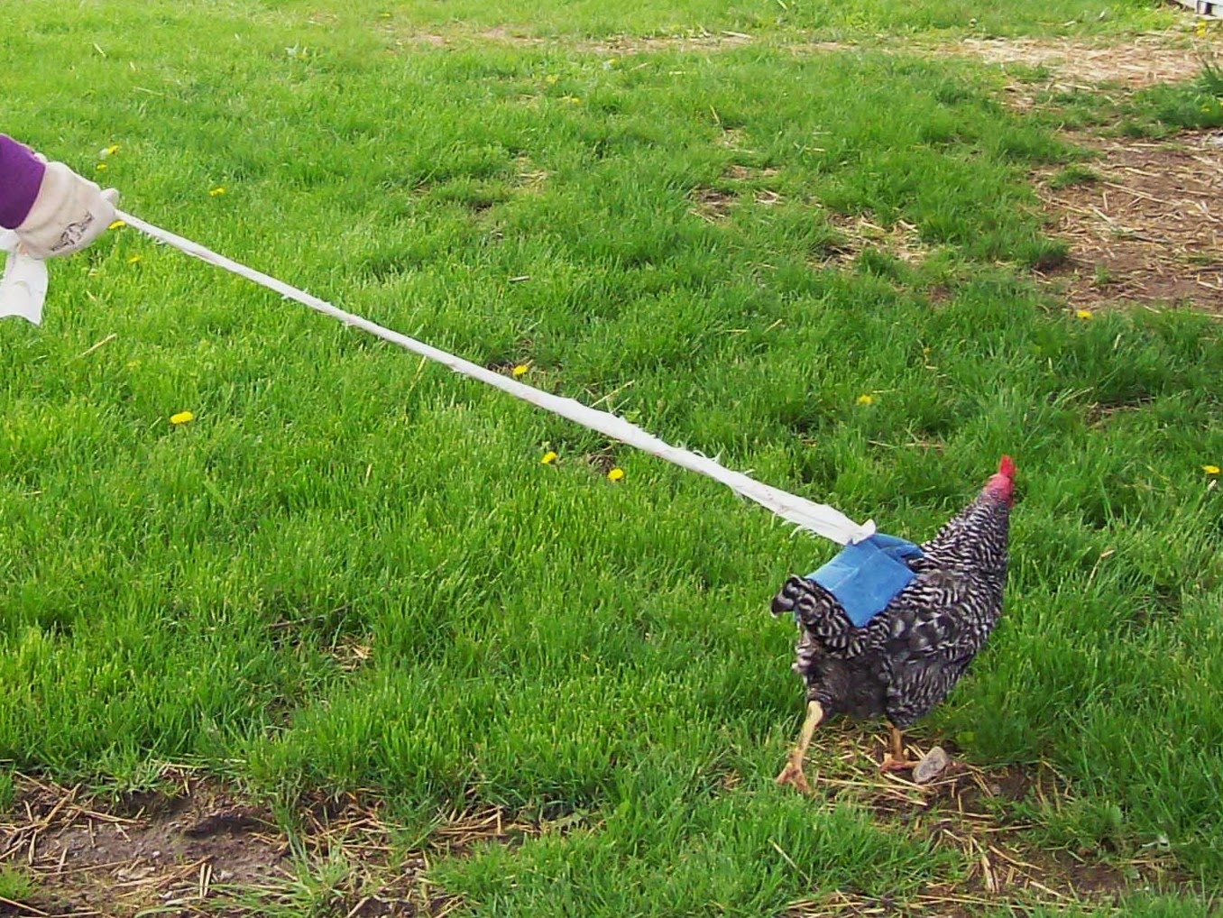 Best of the Bulletin Board Chicken Leash