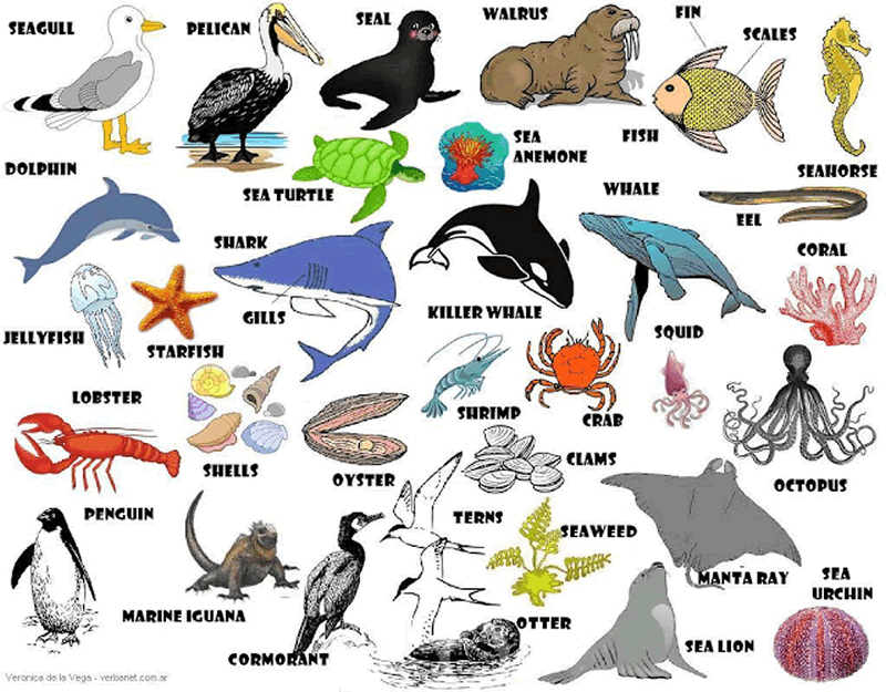 Animals In English Blog Ingl s Pratico school-counseling-bel-air-high-school
