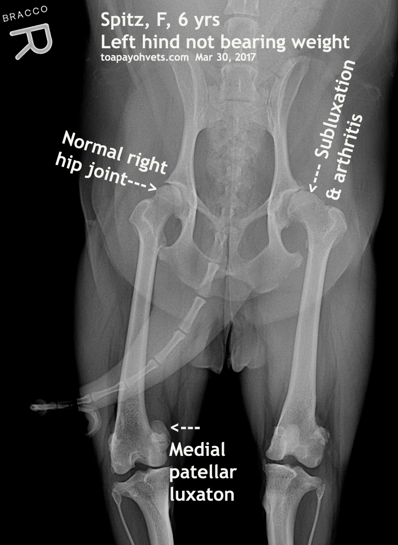 Veterinary, Photography and Travel Stories for vet students and pet