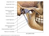 Temporomandibular Joint (TMJ) Disorder alias Gangguan Sendi Rahang