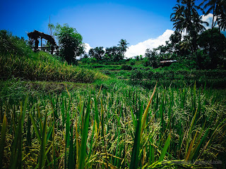 In The Middle Of The Valey Of The Rice Fields Of Agricultural Land At Ringdikit Village, North Bali, Indonesia