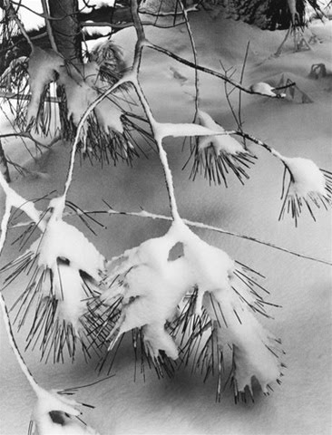 Branches in Snow Original Photographs By Ansel Adams