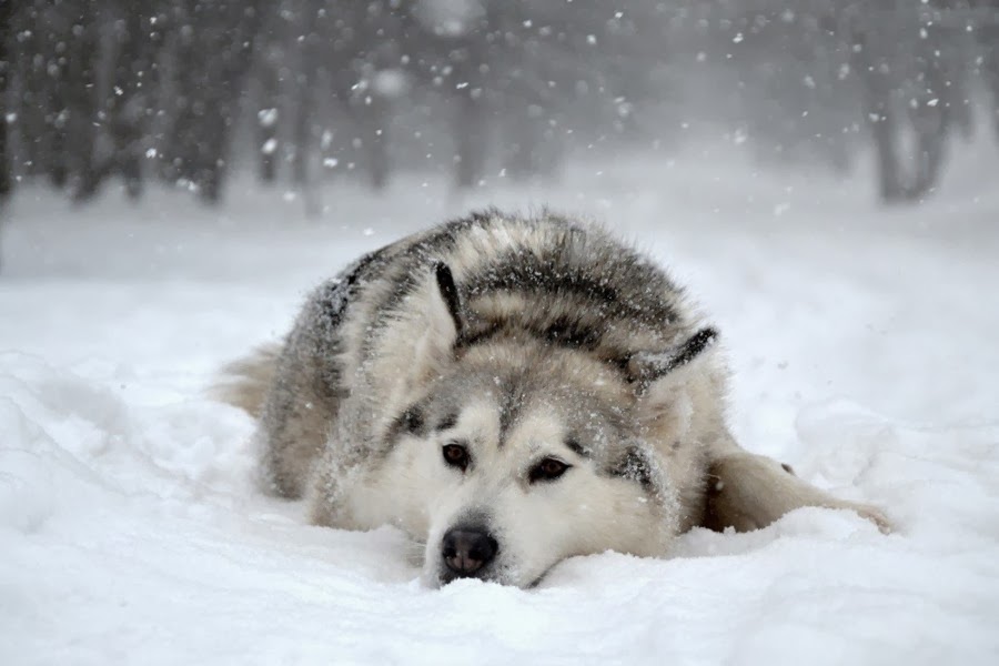 20 Dogs Who Really Hate Snow Days