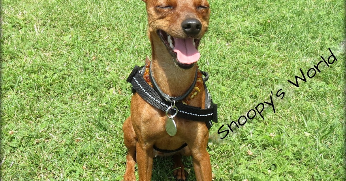 Snoopy�s World SKN Sachkundenachweis Hund (Schweiz)