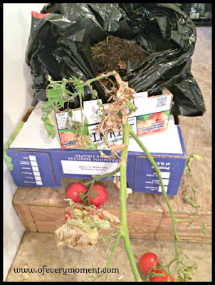 vine ripened tomatoes - in the garage