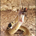 Australiana registrou momento enquanto passeava por uma vinícola no sudeste do país; cobra marrom oriental é conhecida pela agressividade.