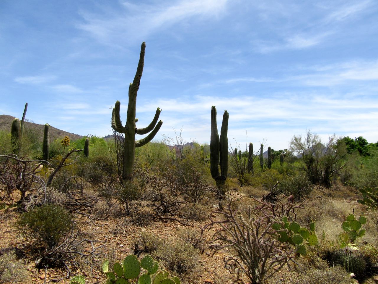 Florida Coalcracker Chronicles Visiting the Sonoran Desert in Spring