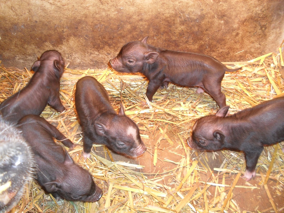 Puny Porker's micro mini pigs