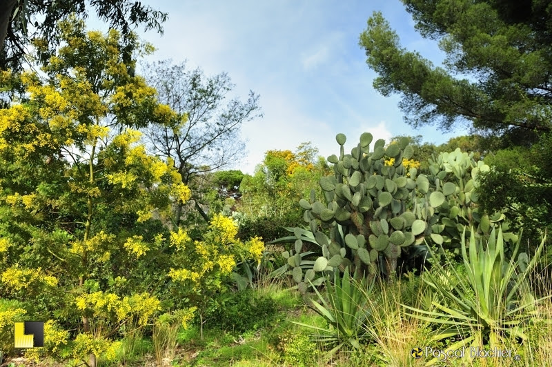 mimosas et figue de barbaries au domaine du rayol photo Pascal Blachier
