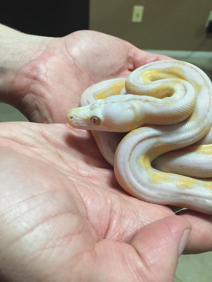 Colossal Constrictors