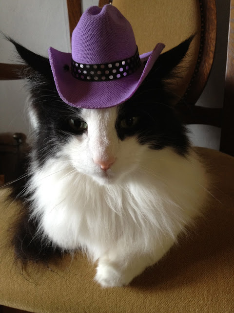 Cowboy cat by Infomastern from flickr (CC-SA)