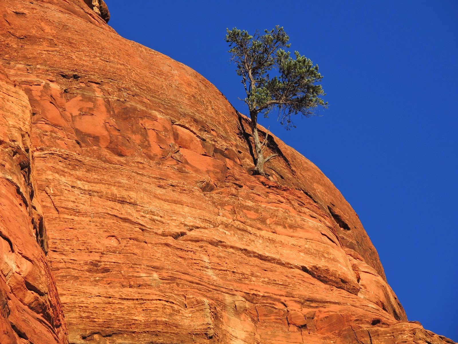 Scottsdale Daily Photo Photo Lone Tree Growing from a Sedona Cliff