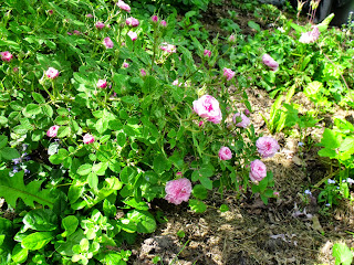 Pompon de Bourgogne (Rosa centifolia) (c) Joachim Wenk
