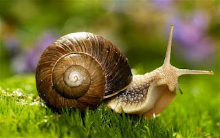 Significado de los sueños. Caracoles Significado de los sueños. Caracoles