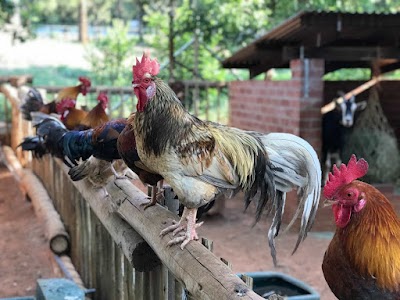 #830 La superstición del gallo